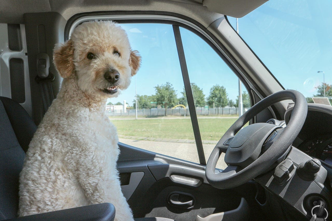 Cane in auto