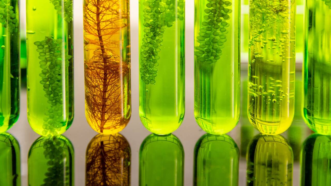 Meloni insiste per far rientrare i biocarburanti nella revisione delle norme sulle emissioni delle auto a livello europeo.